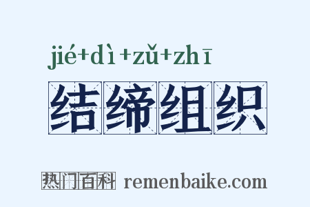 结缔组织是什么意思的图片